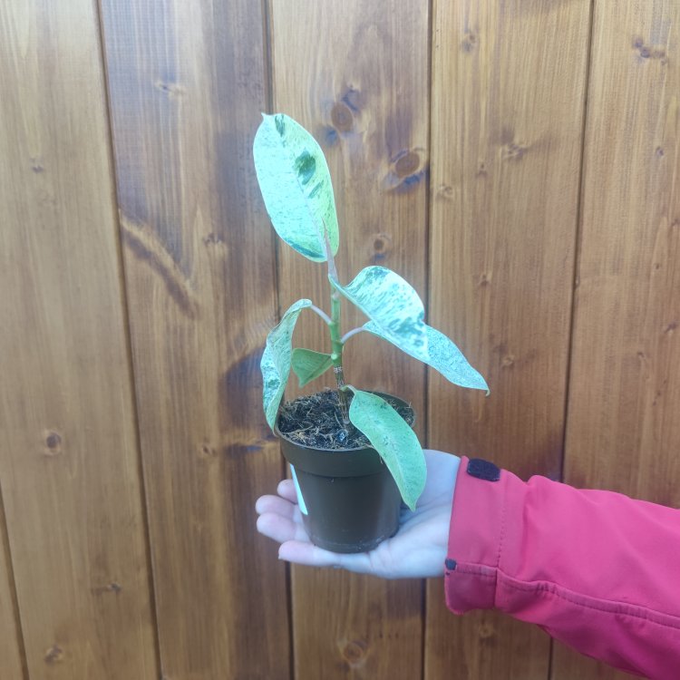Fikus kaučukový (Ficus elastica) ´SHIVEREANA´ - výška 15-25 cm, kont. P9